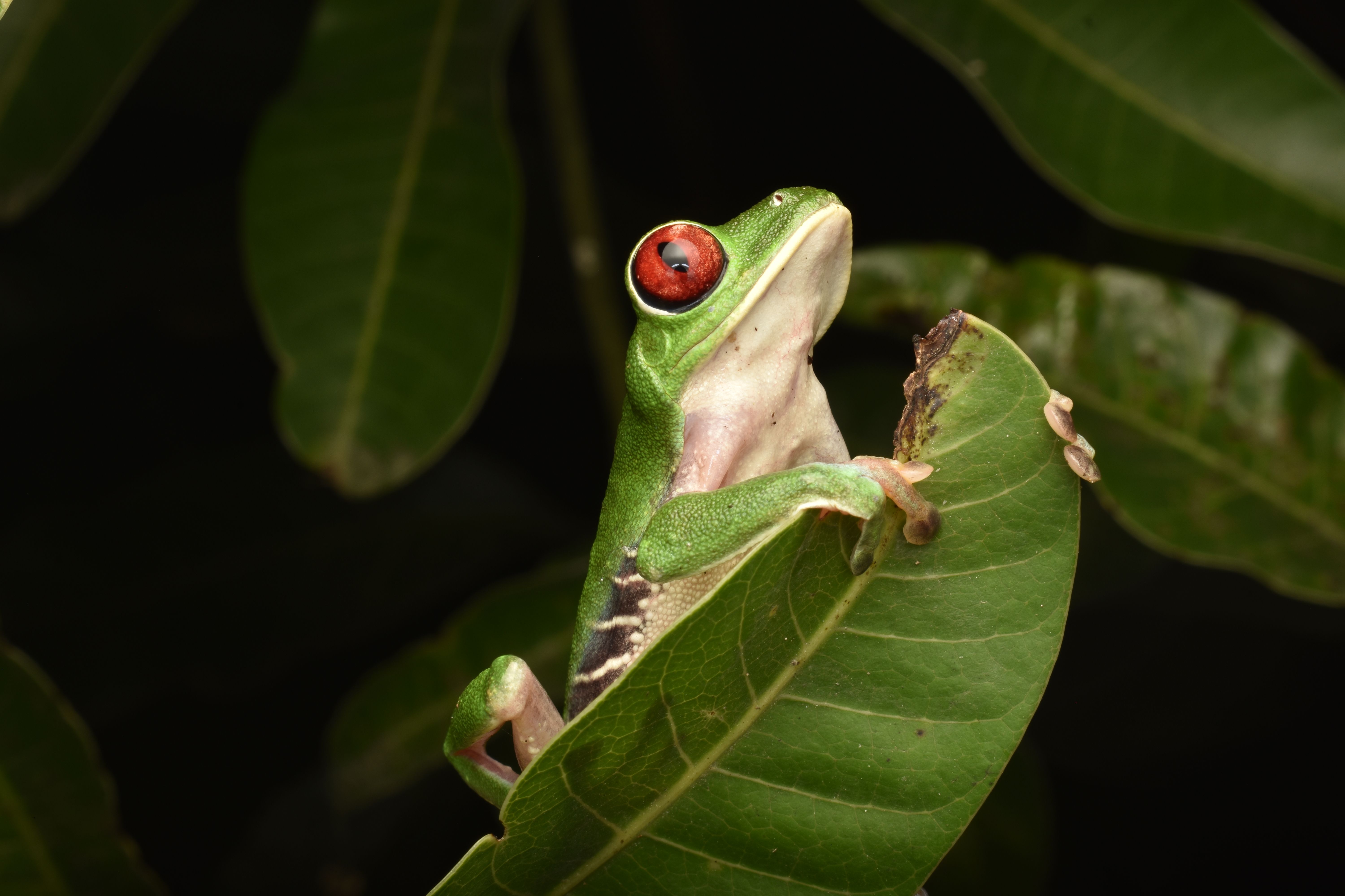 Tour de nuit Costa Rica Grenouille